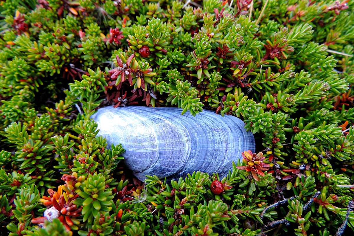 Mussel Shell
