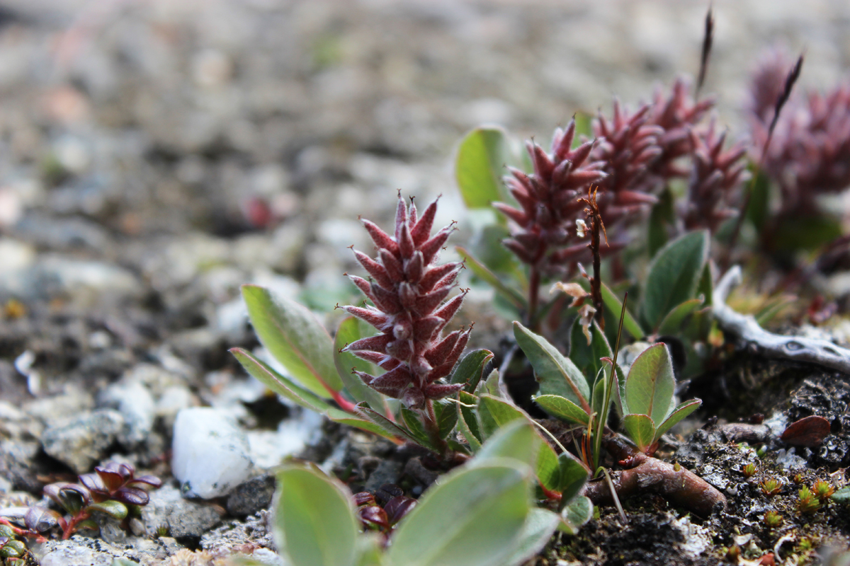Dwarf Willow