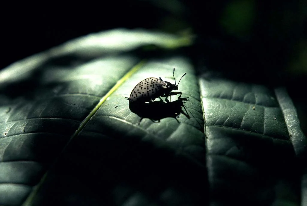 Shadowbug_0796.jpg