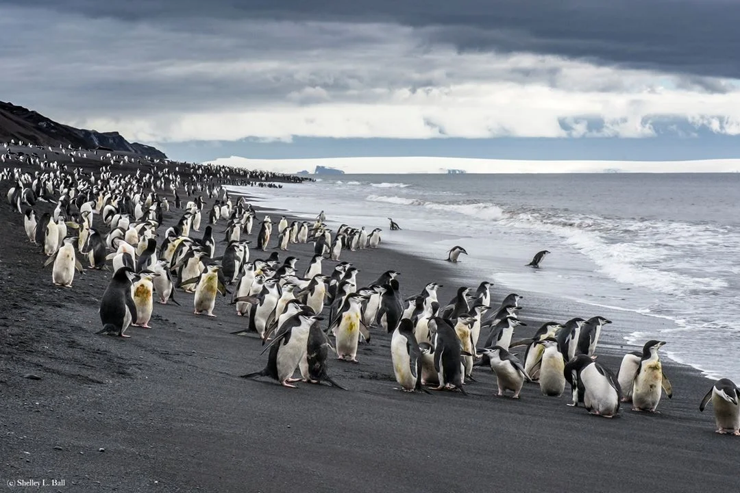 chin strap penguins, deception island, antarctica