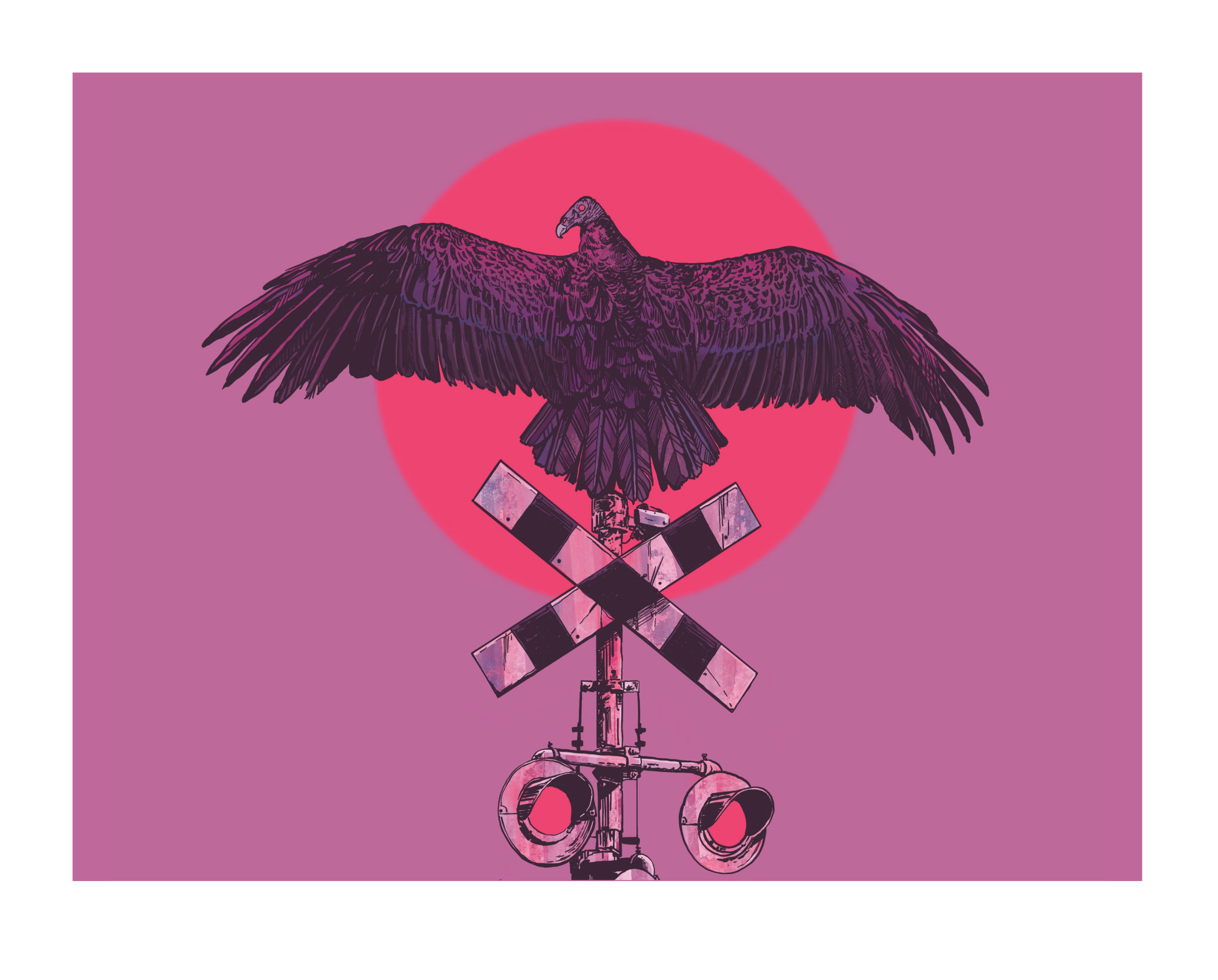 1-Turkey Vulture-01-01.jpg