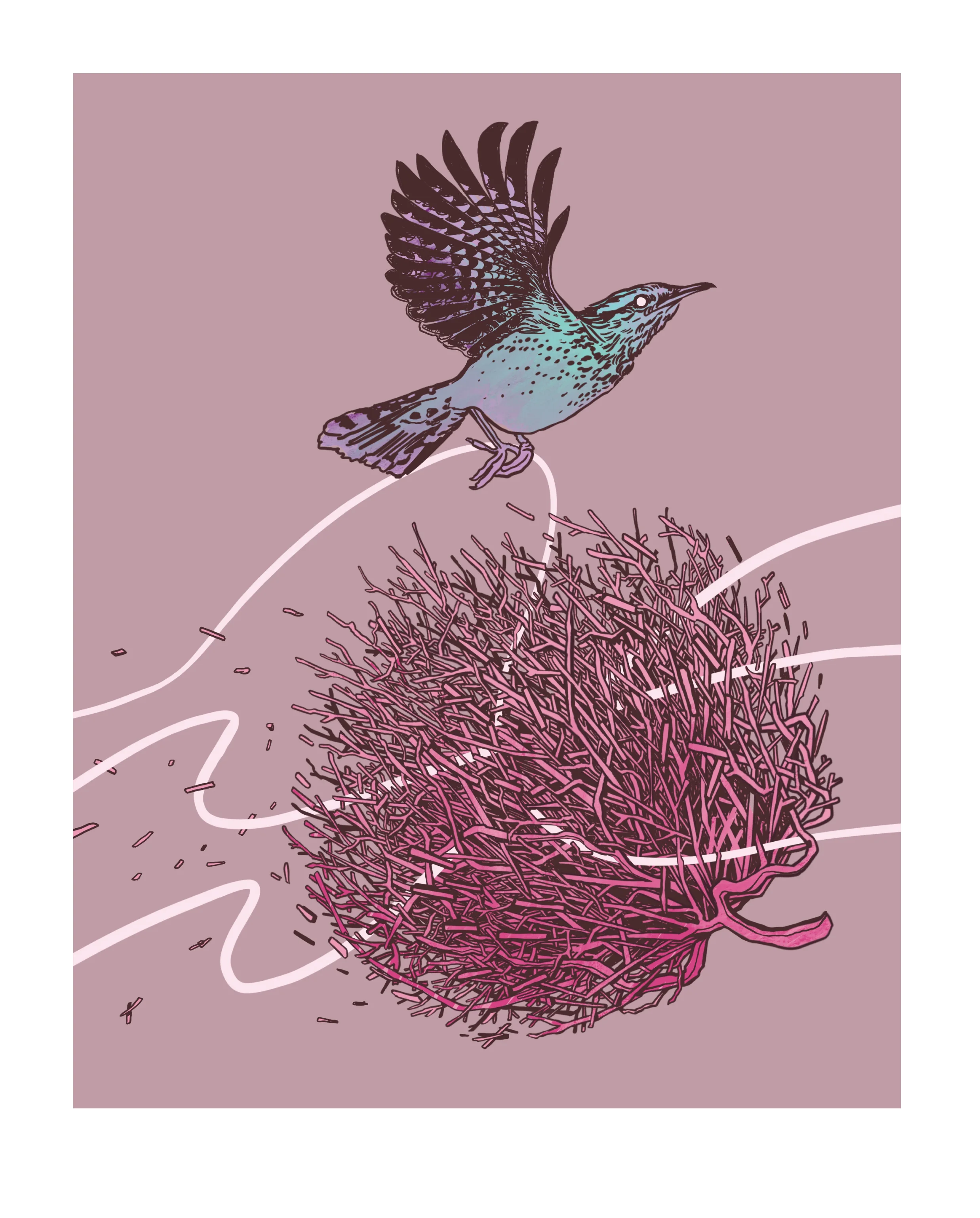 1-Cactus Wren-01-01-01.jpg