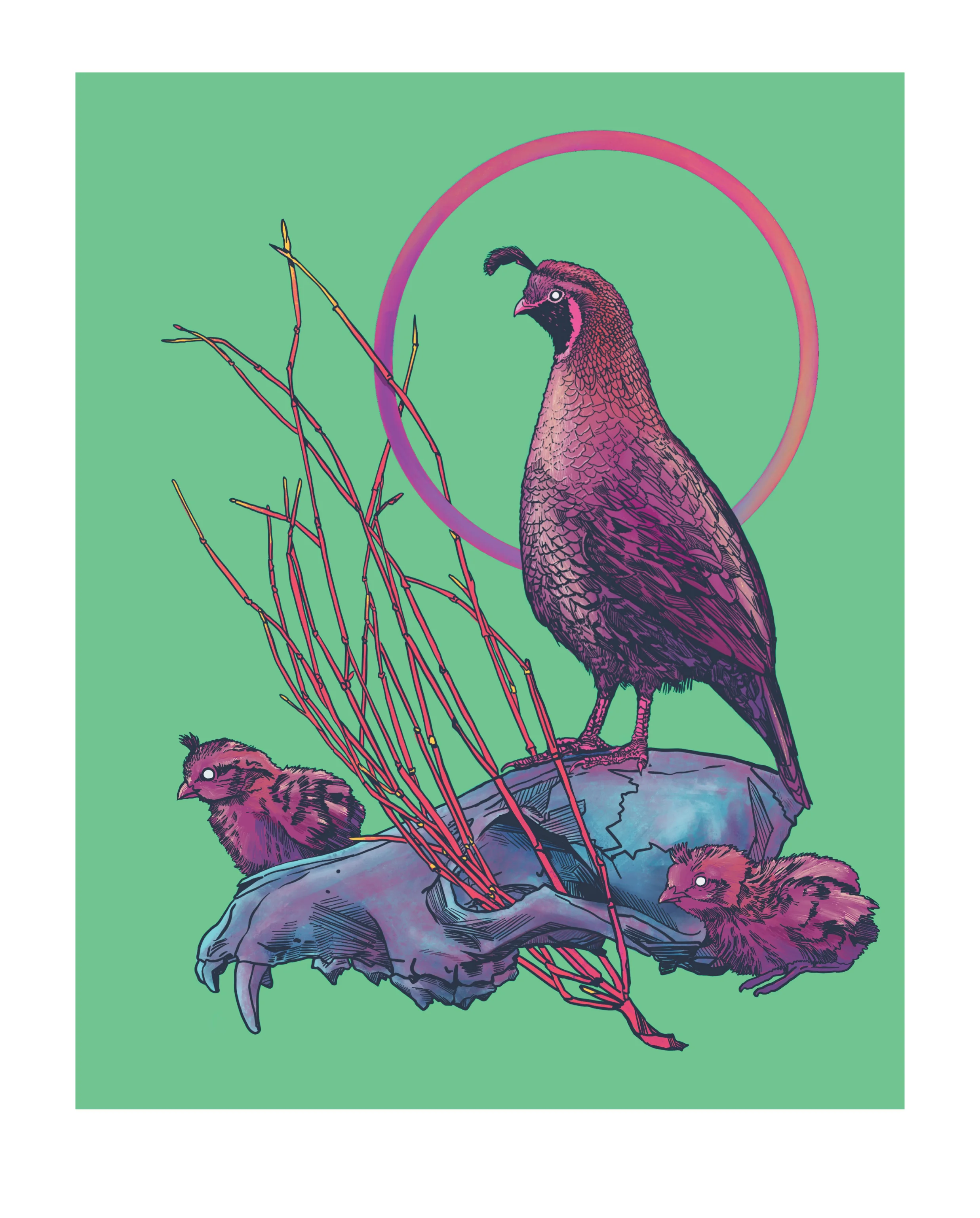 1-California Quails-01-01-01.jpg