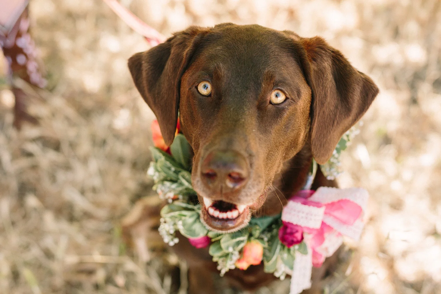 wedding at la cuesta ranch