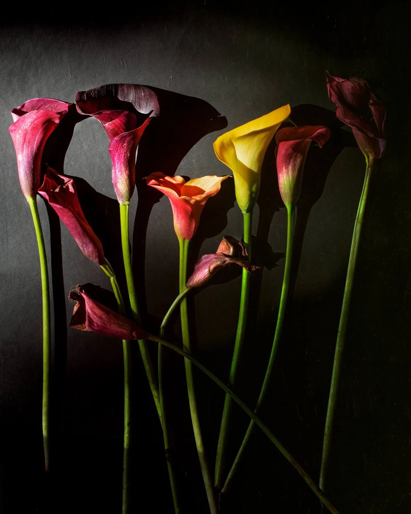 &quot;You belong among the wildflowers. You belong in a boat out at sea. You belong with your love on your arm. You belong somewhere free.&quot;⁠
~ Tom Petty

Tried something different with beautiful Calla lilies from @trikaya7
⁠
#thestilllifephotos 