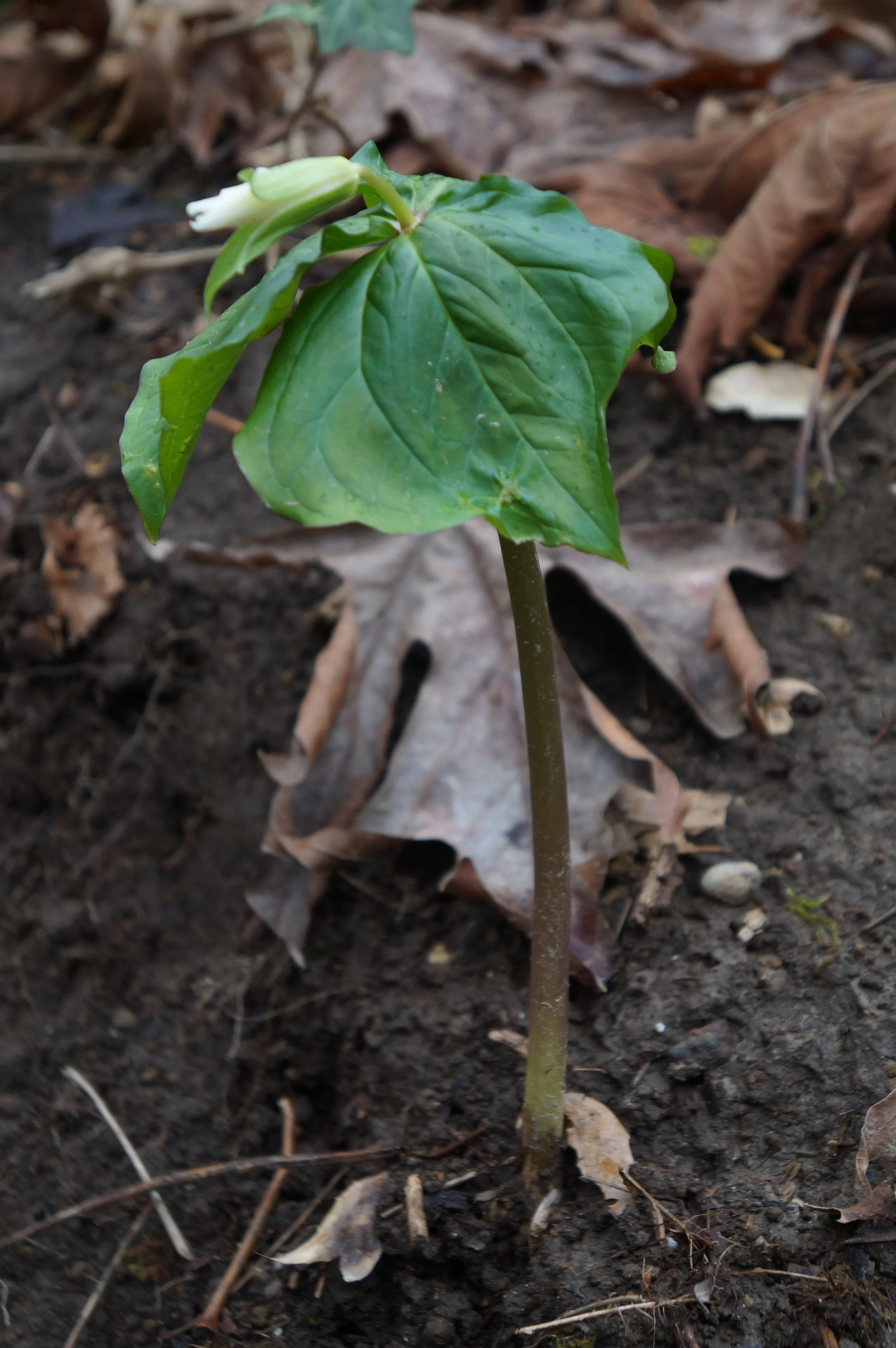 Trillium ovatum / wake-robin. Almost spring!