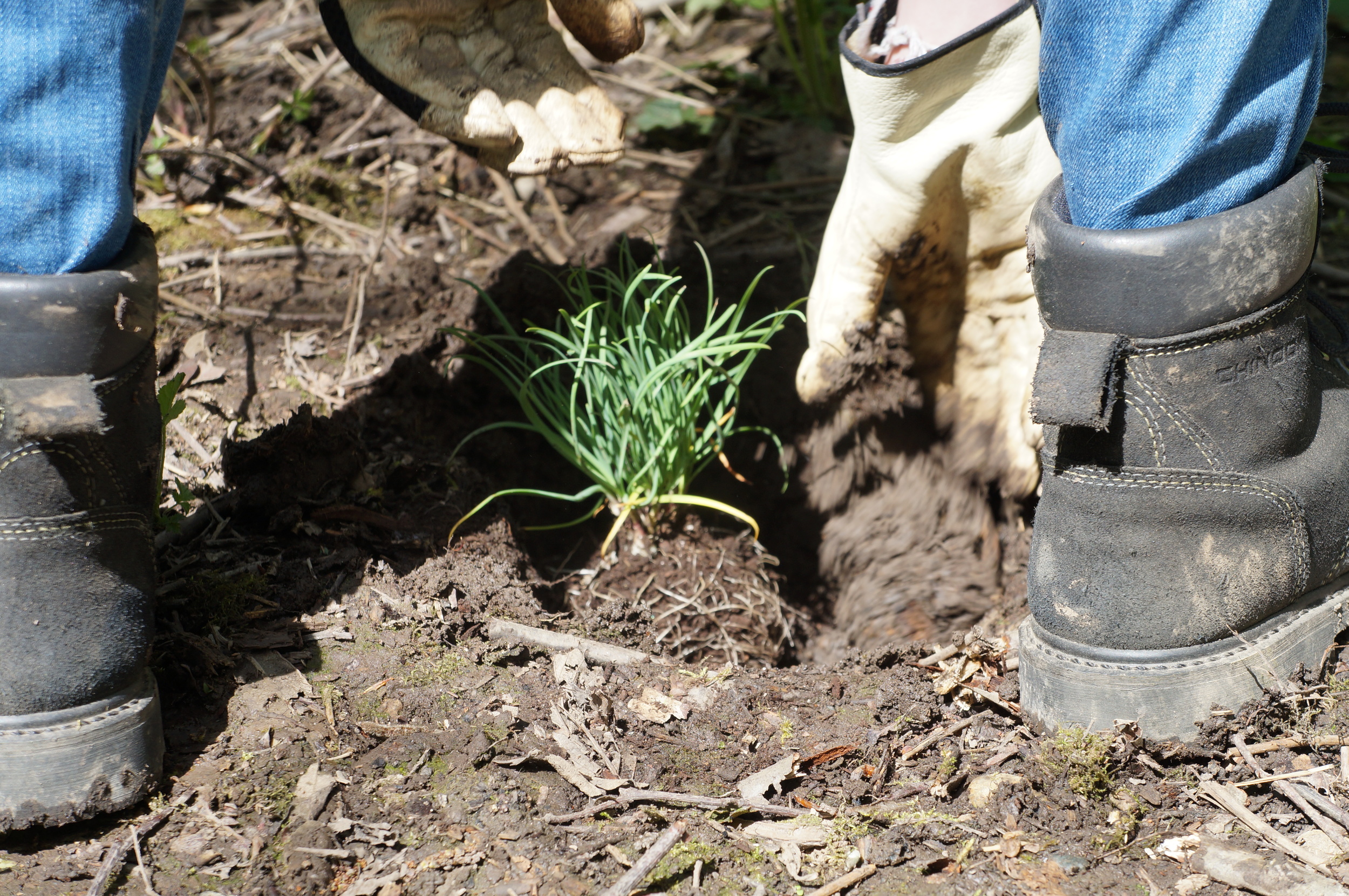 Allium cernuum / nodding onion