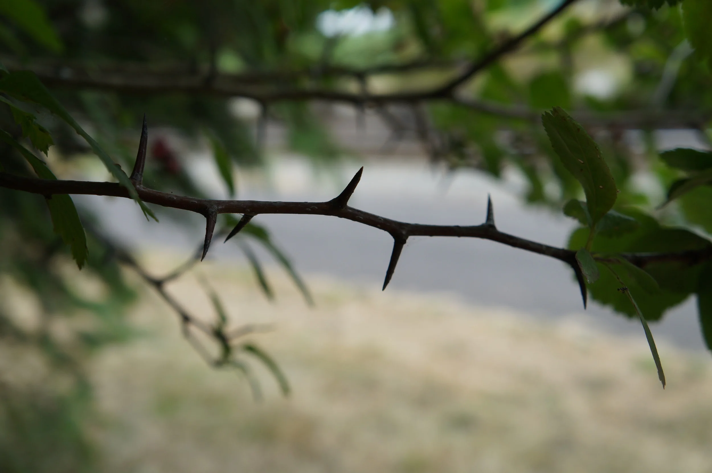 Native Crataegus Douglasii / Douglas' hawthorn has some wicked thorns (as does the noxious sp.)