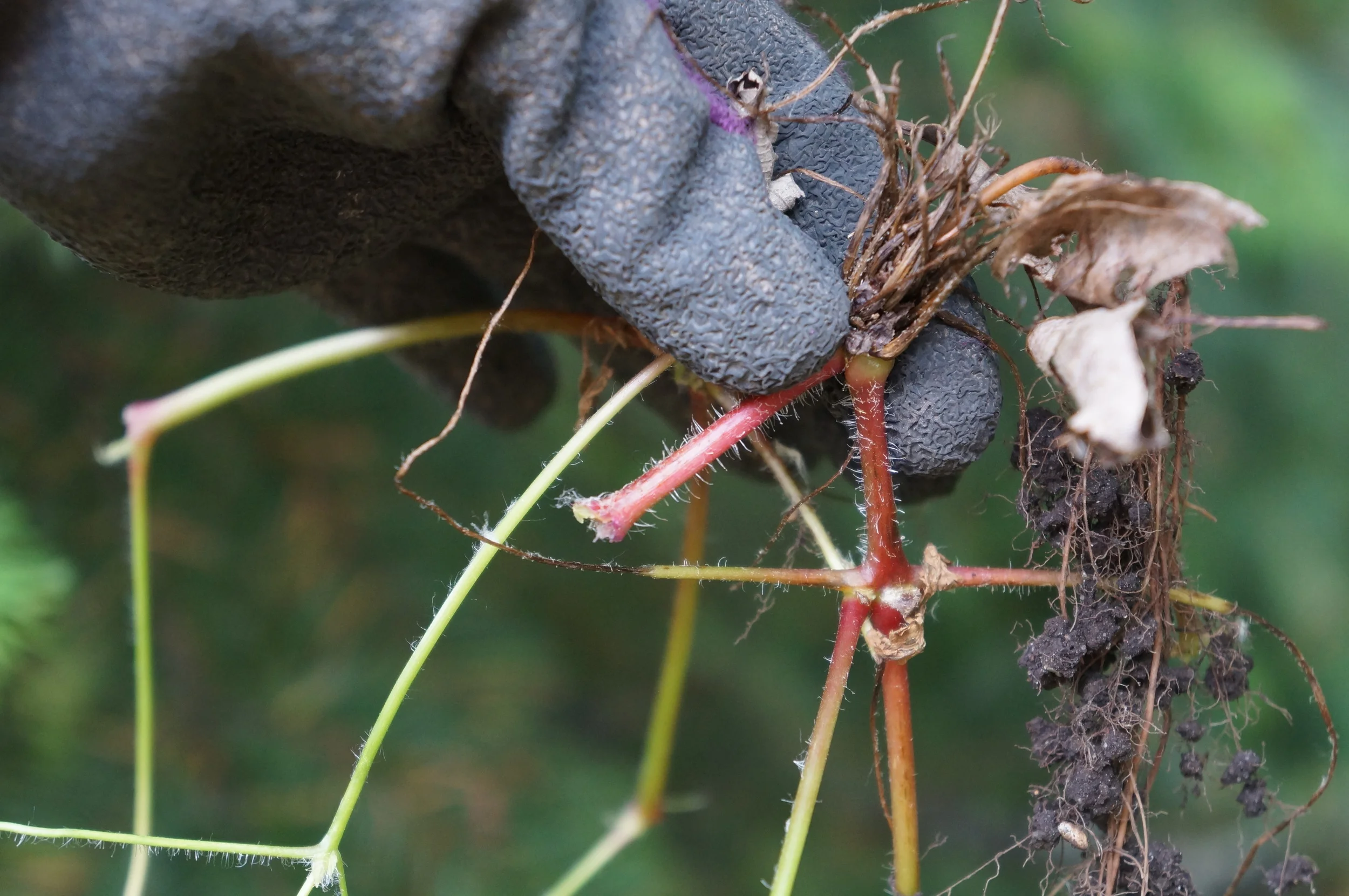 Stinky Bob must be pinched at the crown to be pulled out effectively, upon which it is easy to pluck. When just the stems are tugged, they snap and the crown remains, happy to regrow.