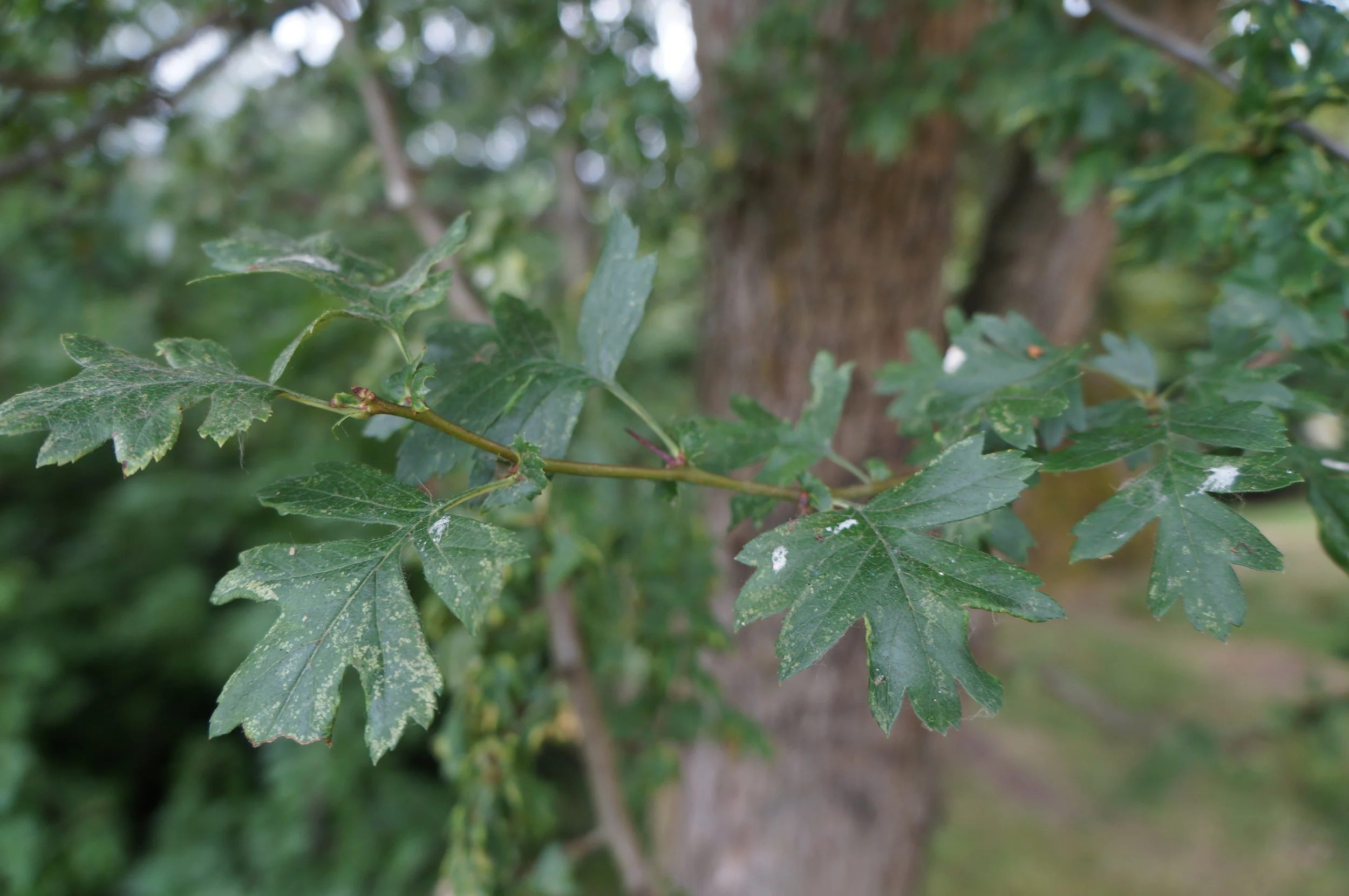 The noxious common hawthorn / Crataegus monogyna showing it's more divided leaves. 