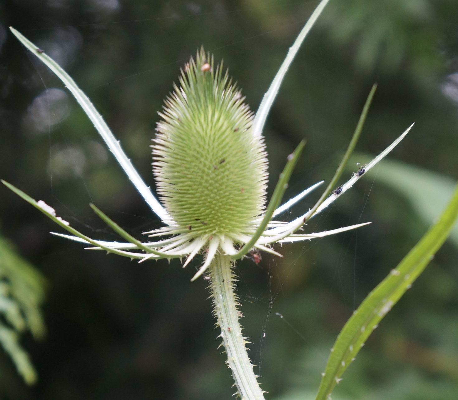Noxius teasel / Dipsacus fullonum . An attractive nuisance.