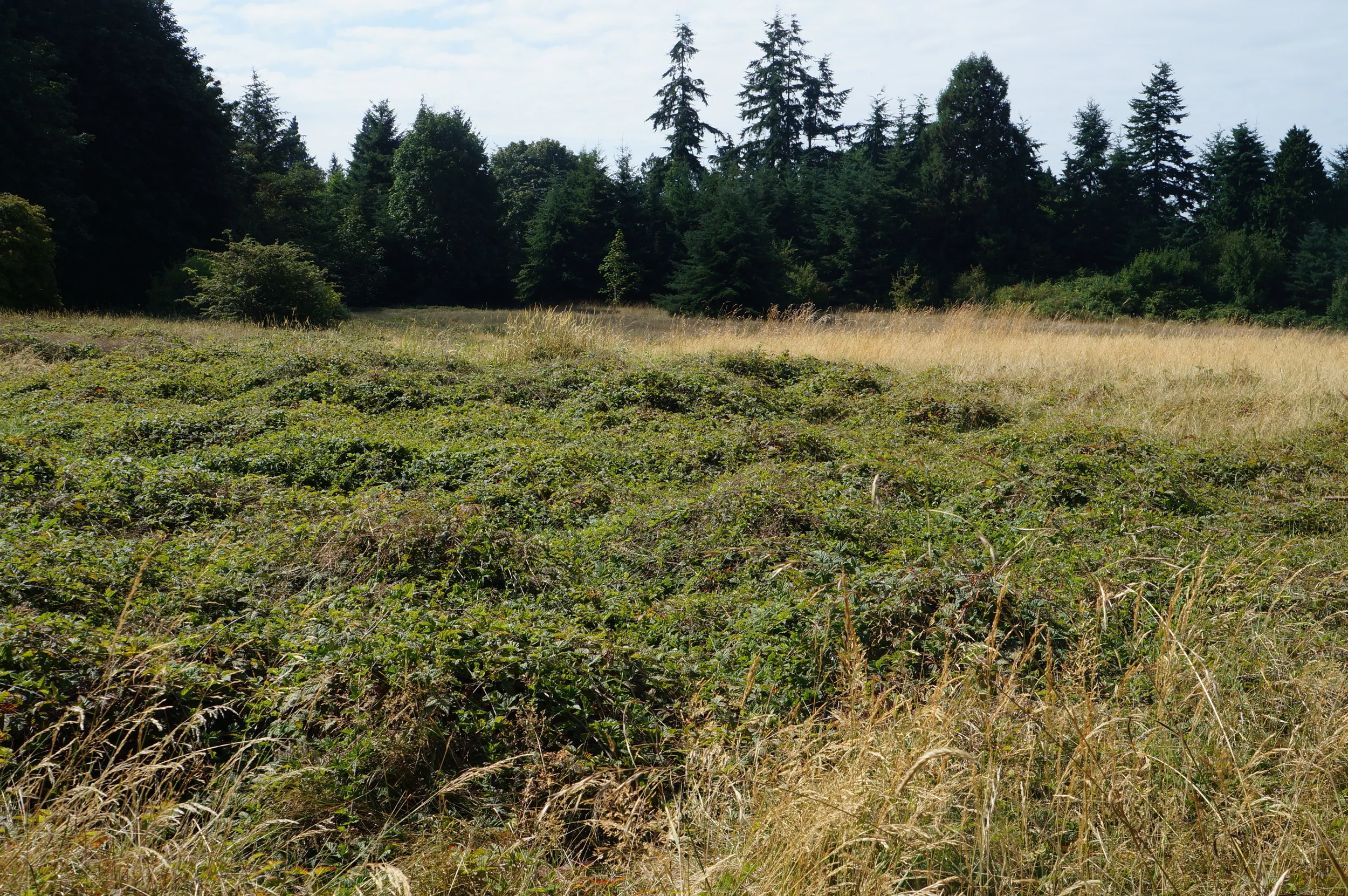 Mats of native trailing blackberry / Rubus ursinus .