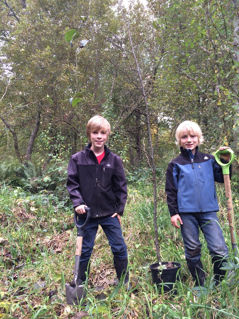 They we excited to field-plant the tall alder sapling they had potted-up in the nursery the previous spring.