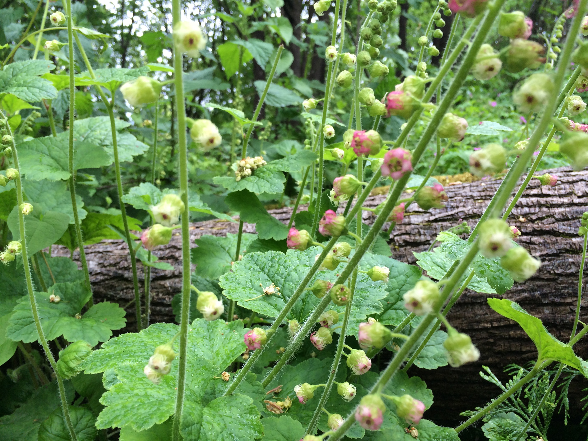 fringecup / Tellima grandiflora Showing both creamy white and red-pink variation.