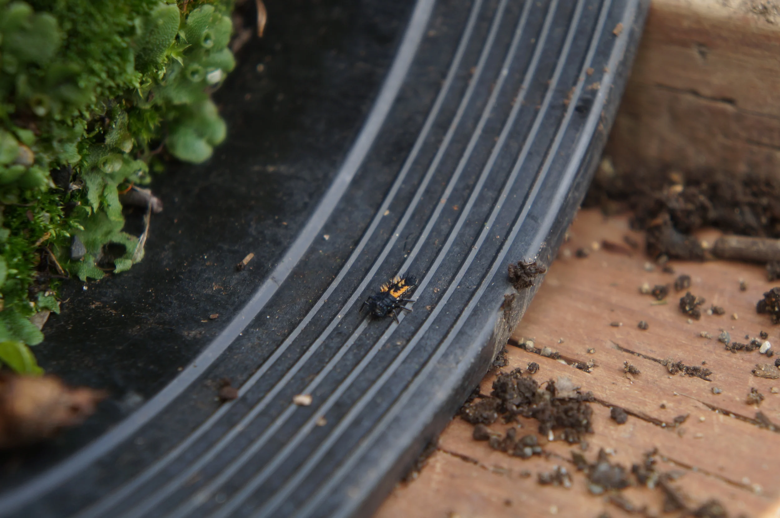 Ladybug larva.