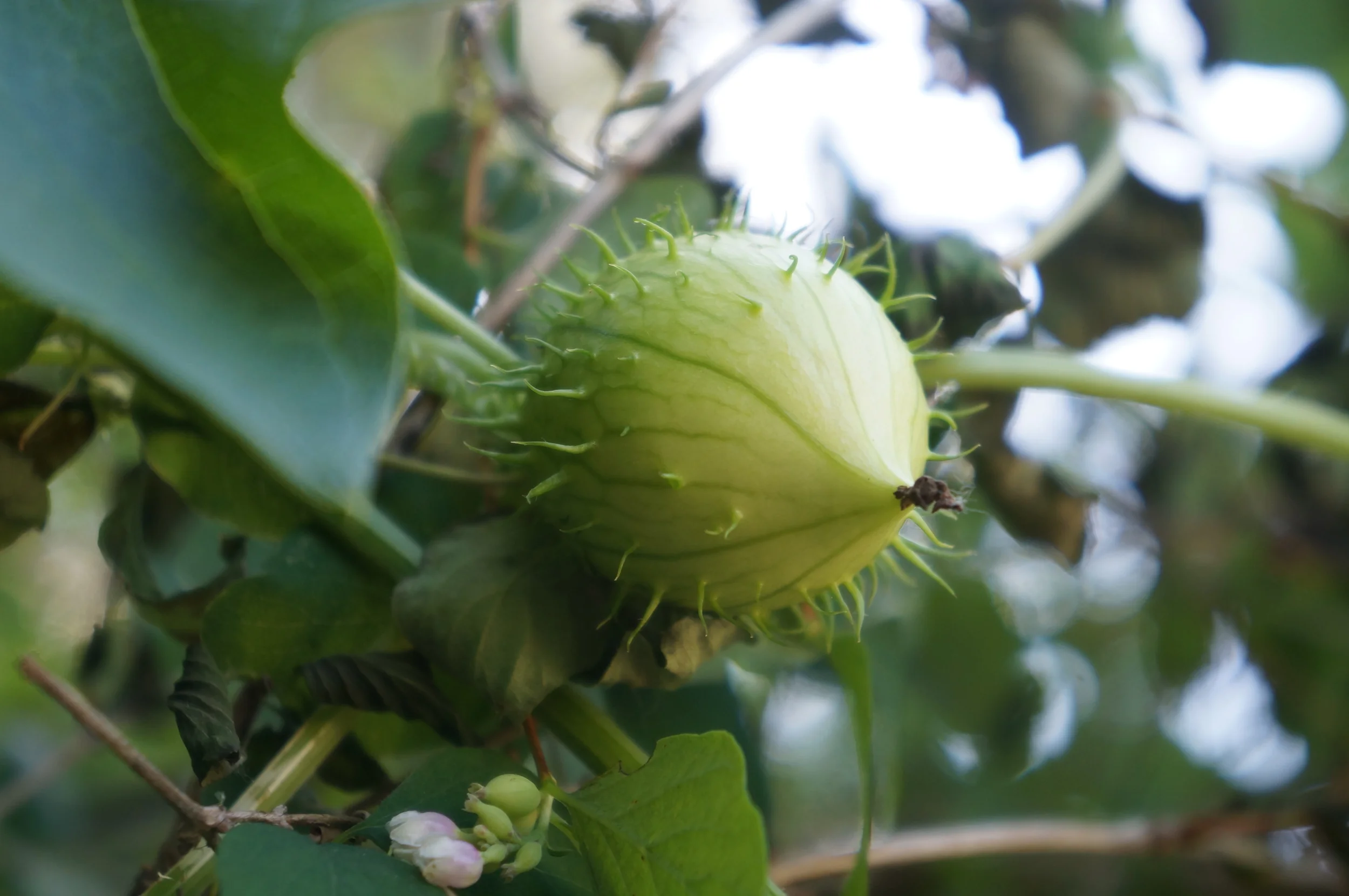 Marah oreganus / coastal manroot is a native vine in the Cucurbitaceae , related to pumpkins, cukes, gourdes, etc.