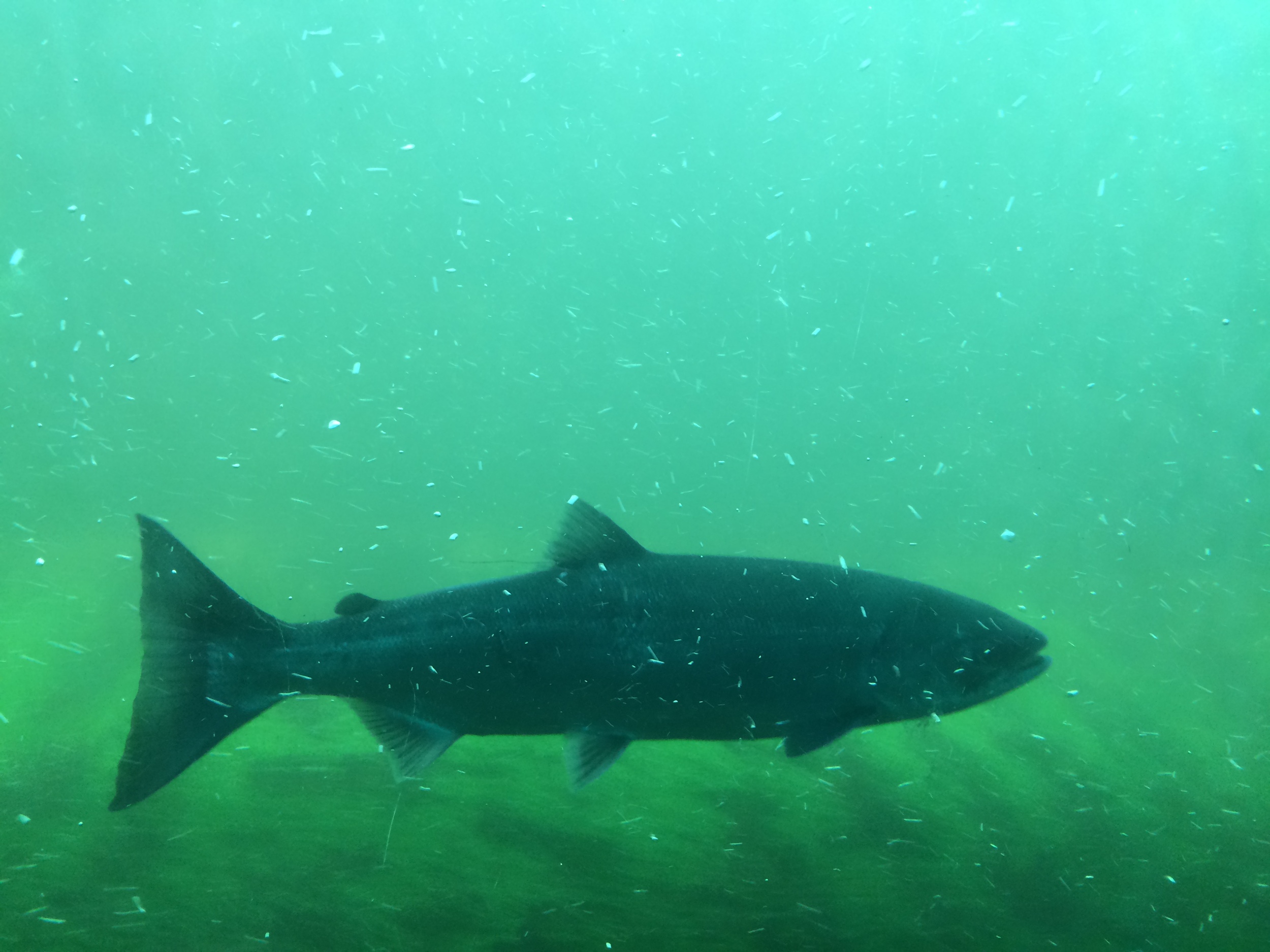 Sockeye salmon at the Ballard locks . It will make its way back to the Cedar River (via Lk WA) to its birthplace, turning red & green, to lay eggs and then die. 