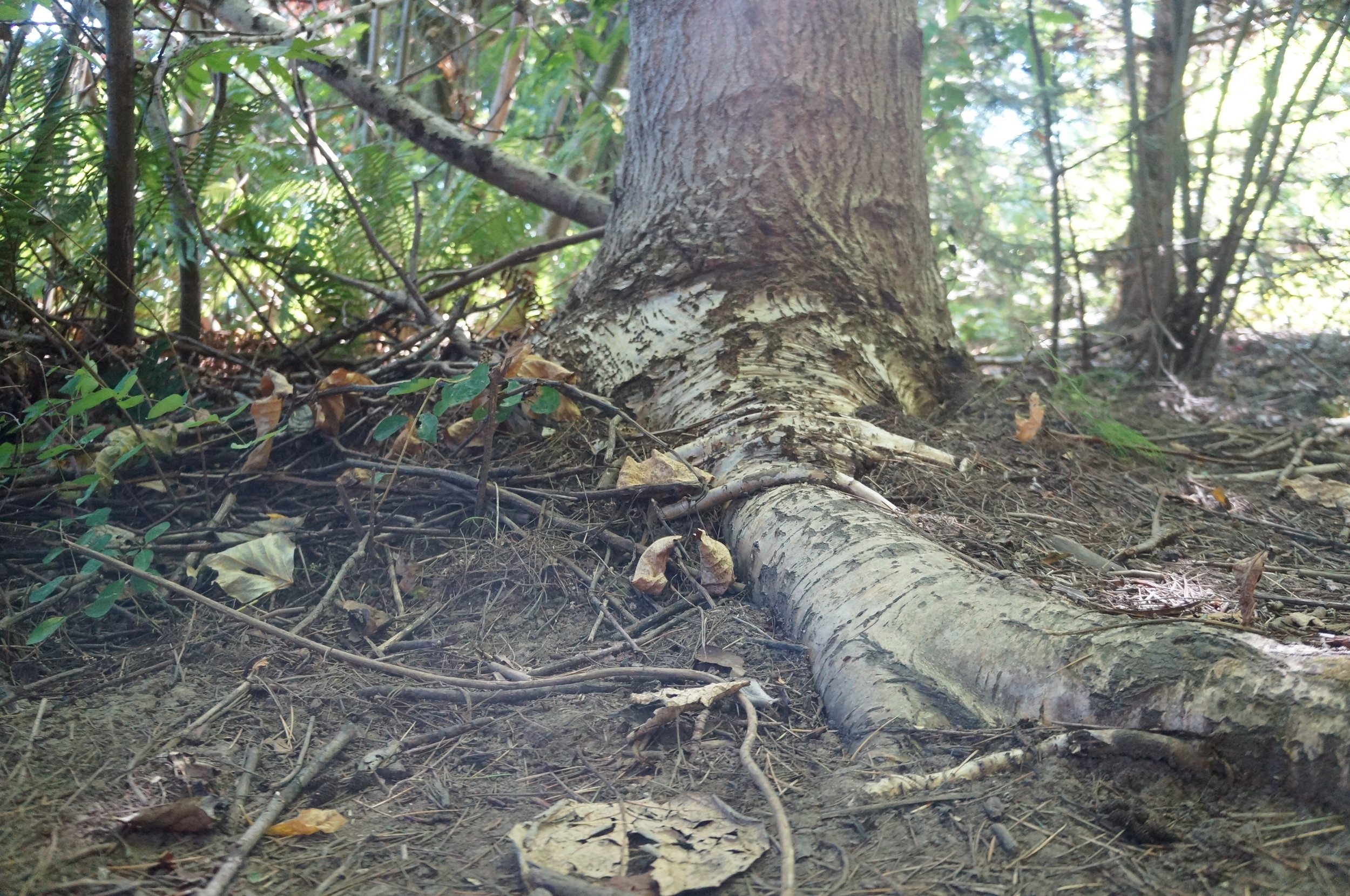 Altered wetland roots, black cottonwood