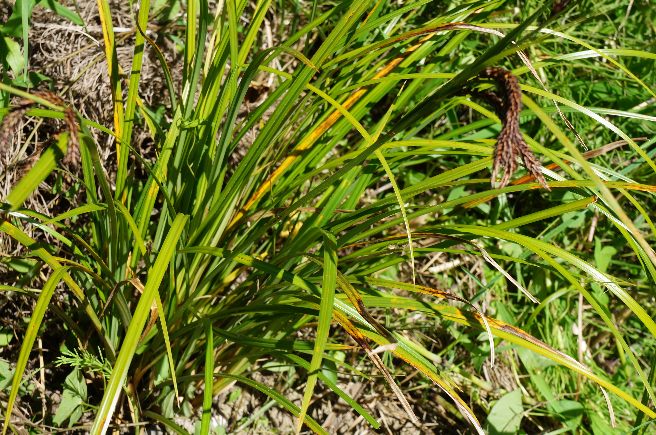 Slough sedge / Carex obnupta