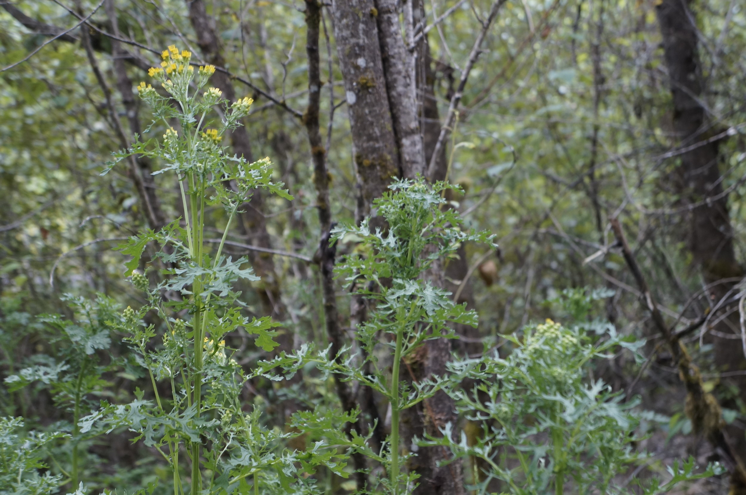 tansy ragwort