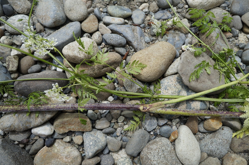 poison hemlock