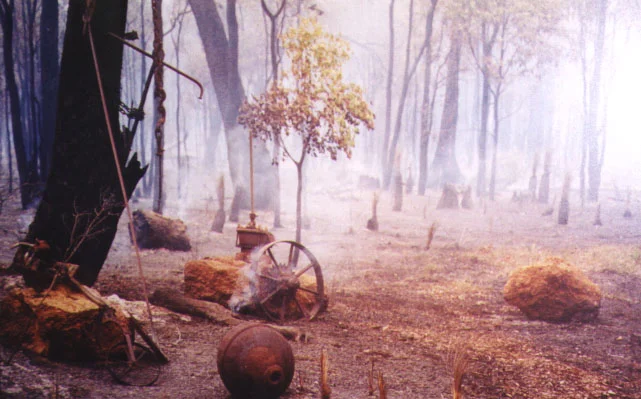 2001Giles Terry_Glen Forest New Years Eve.JPG