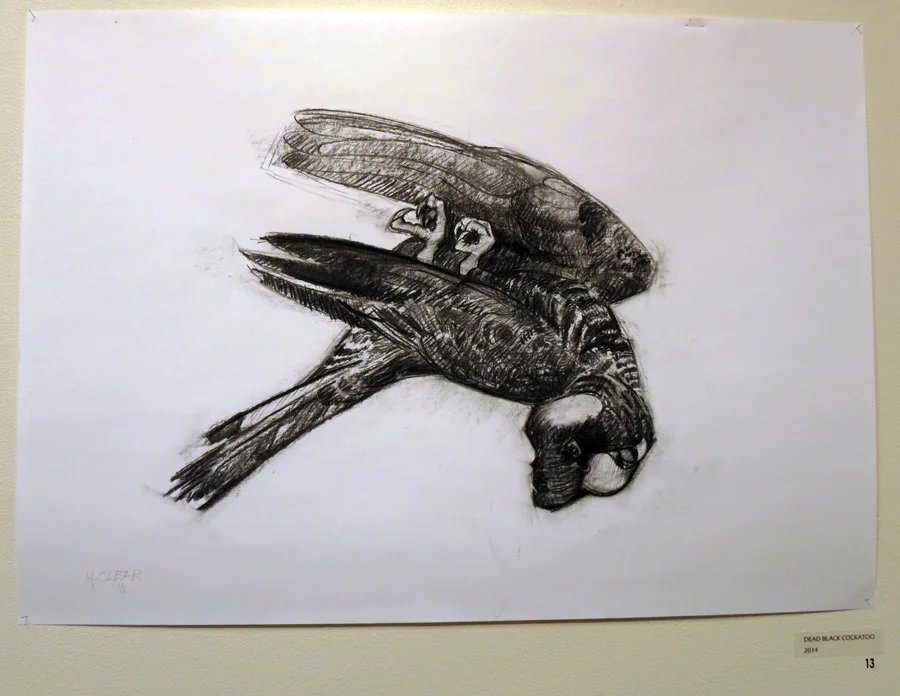  13. Madeleine Clear,  Dead Black Cockatoo , charcoal on paper (unframed), 2014 $660 