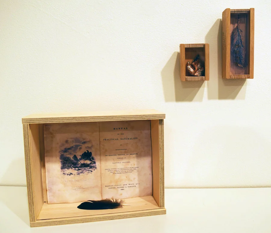  8. Amanda Alderson, 'Rare and Curious Articles', copper, chrome, patina, feather, leaf, wood, acrylic, brass, paper 