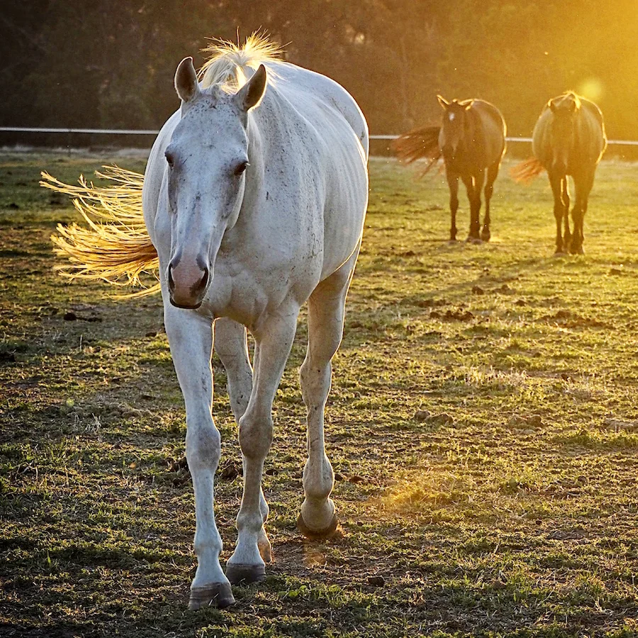 Habits of Horses Photographic Exhibition
