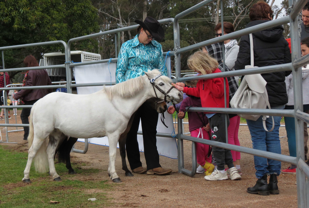 fine horse display 3 copy.jpg