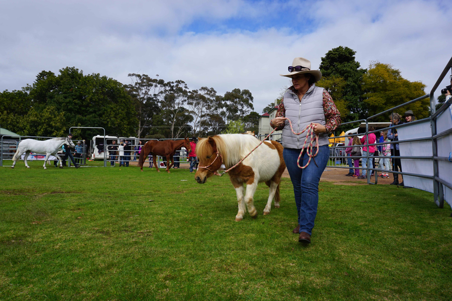 Fine horse display 1.jpg