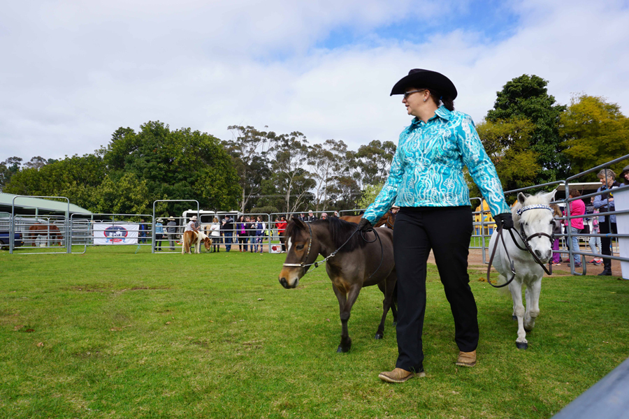 Fine horse display 2.jpg