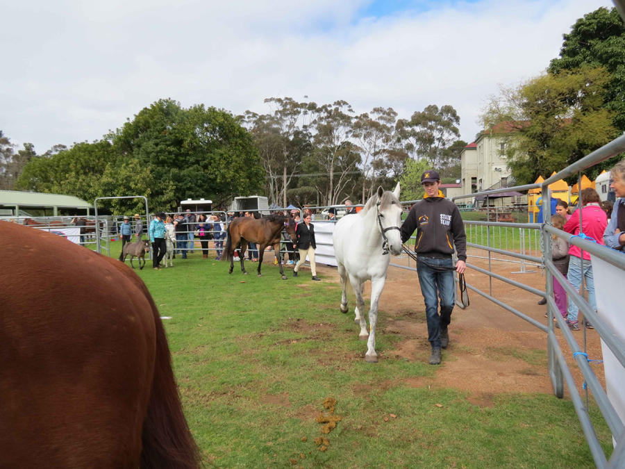 Peta Gallahers fine horse display.jpg