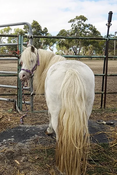 PONY POINTERS WORKSHOP FOR KIDS