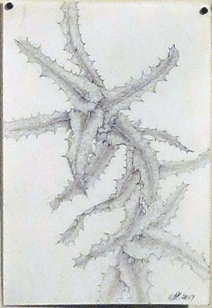  24. Peggy Lyon, 'Hakea amplexicaulis (Prickly Hakea)', Mixed media on paper, 2017, 28 x 19 cm, $150 