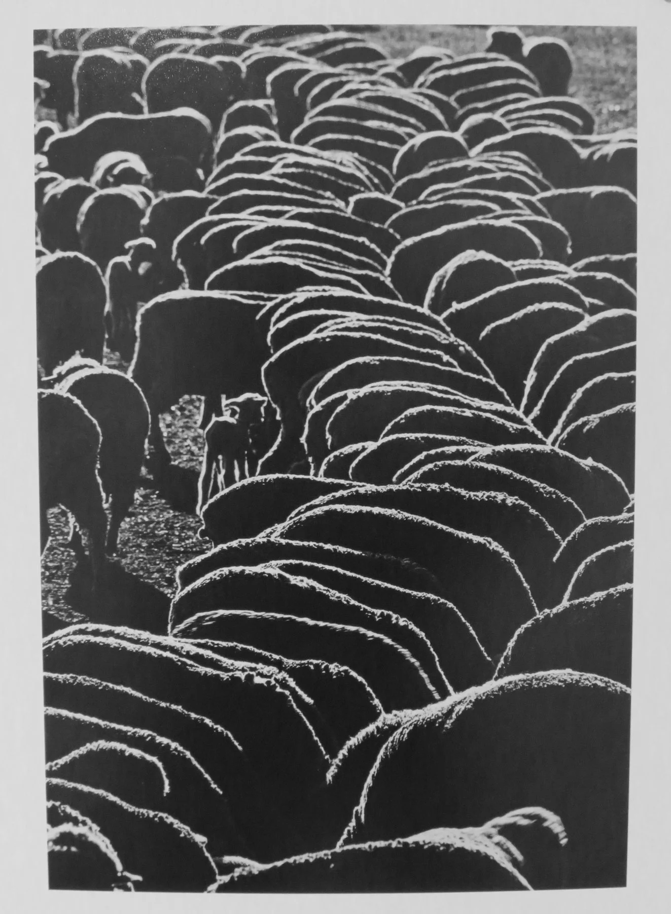  38. Richard Woldendorp, 'Hand-fed Sheep, Wheatbelt, WA', BW375, taken in c.1970, printed in 2018  