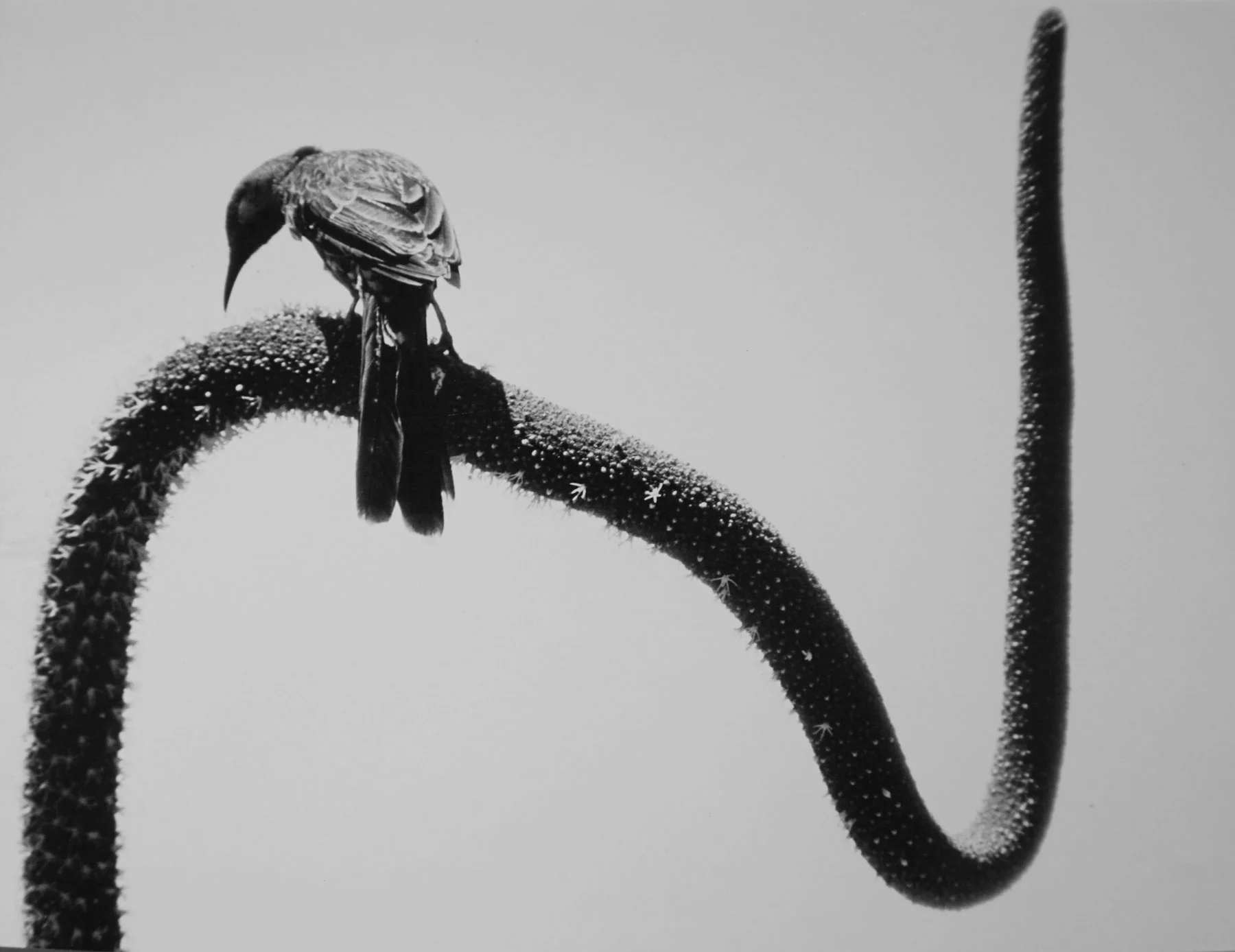  57. Richard Woldendorp, 'Wattlebird on Zanthorrea Flower, King’s Park, Perth WA', BW351, taken and printed in c.1970, Vintage Print  