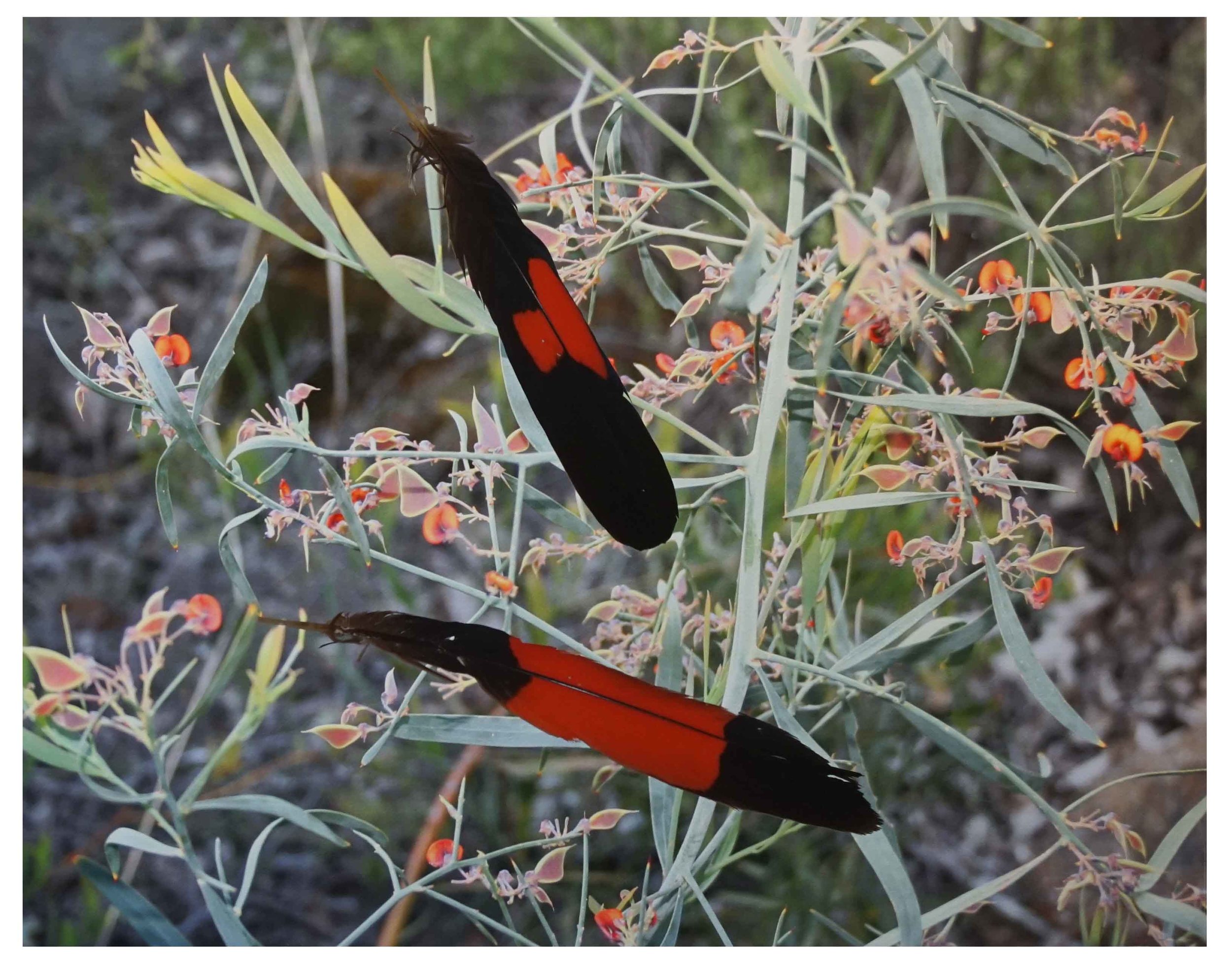  21. Phillipa O'Brien,  Creation Myths 3 , digital print on Arches paper, 59 x 75 cm $800 each 