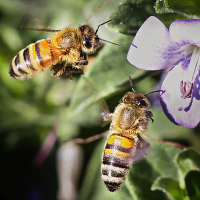 What on Earth Photography Competition | Plants and Pollinators