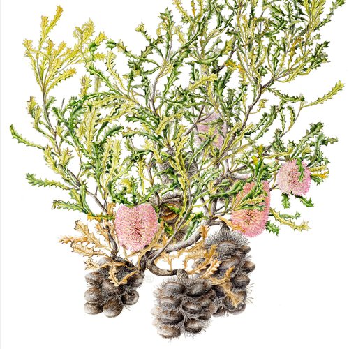 Symposium - Framing Flora: Artists and the Science of Botany