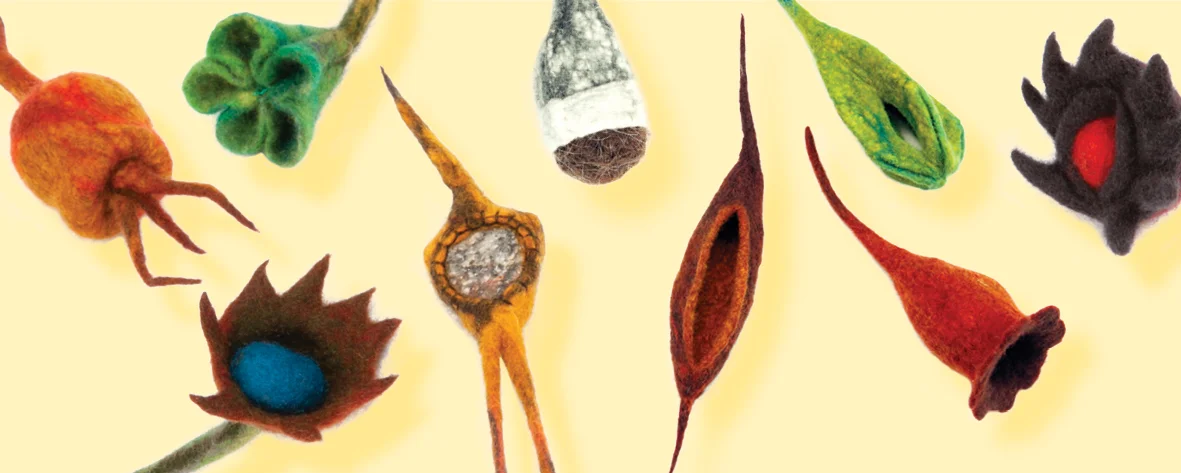 WB_Seed Pods and Pollen.jpg