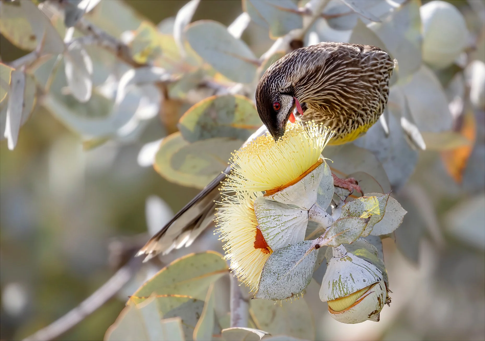 Plants and Pollinators Photography Exhibition