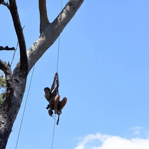 By Gum! - Trees of the Perth Hills&nbsp;with Simon&nbsp; Cherriman