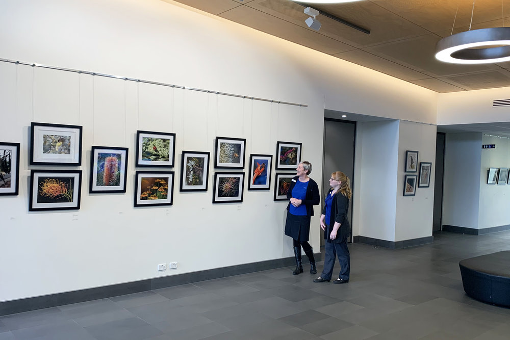 Library staff admire new install of WOE photographs.jpg