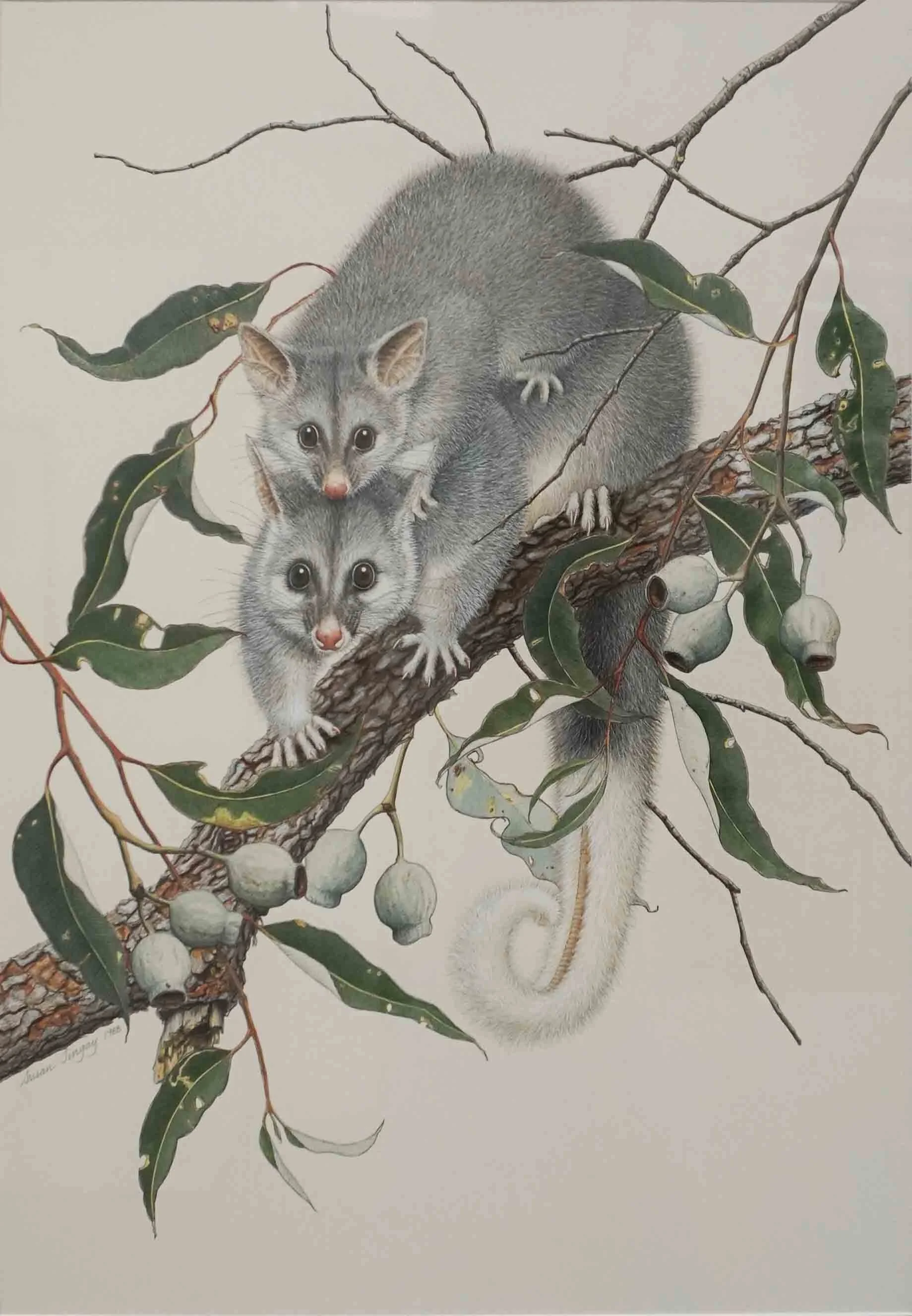 Susan Tingay, Brush Tailed Possum, 1988, ink and watercolour on paper, 60 x 49 cm.jpg