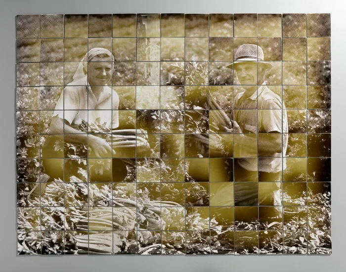 the harvest_01.jpg