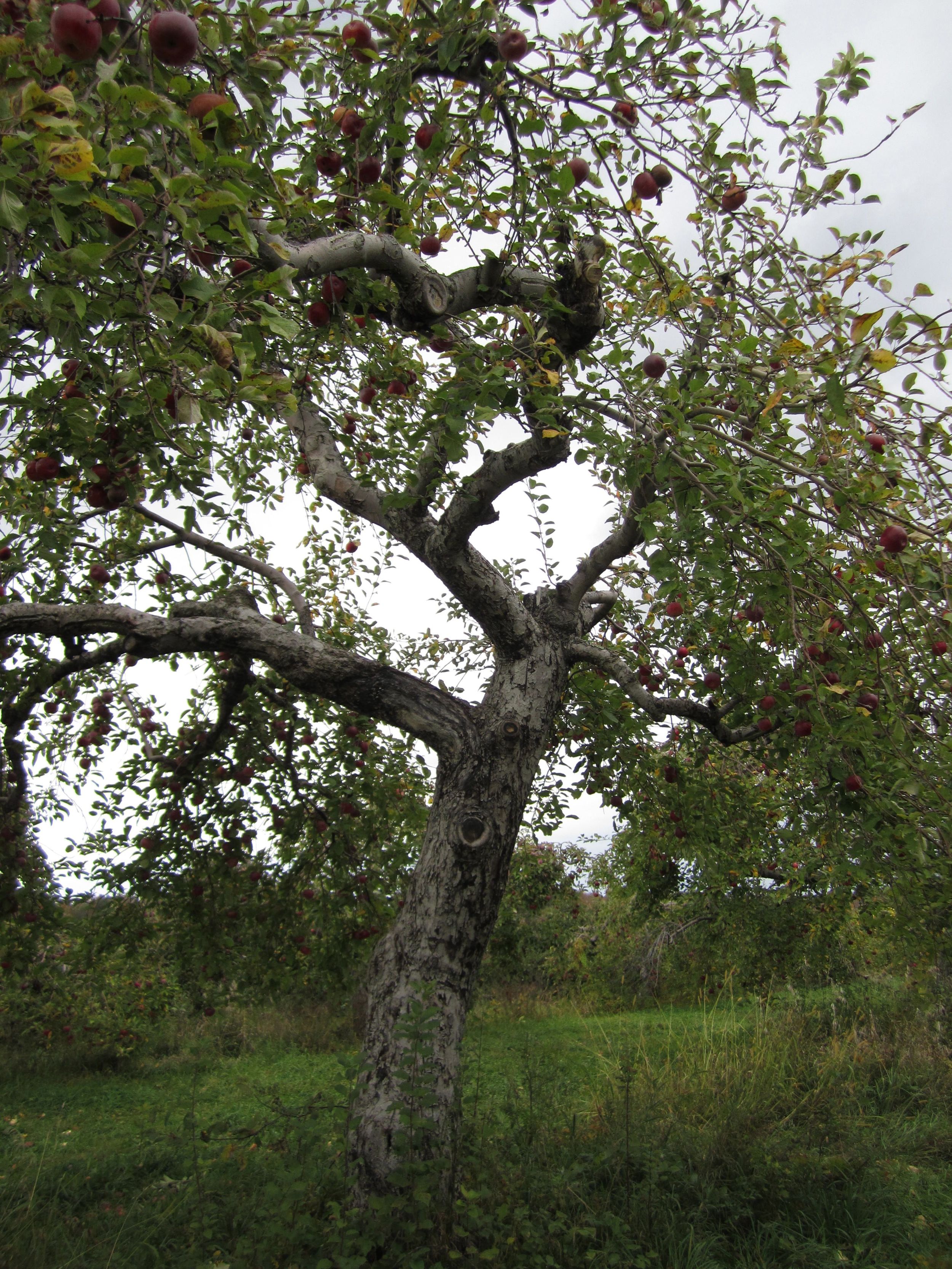 Apple picking in Indian ladder farms - Altamont, NY.
