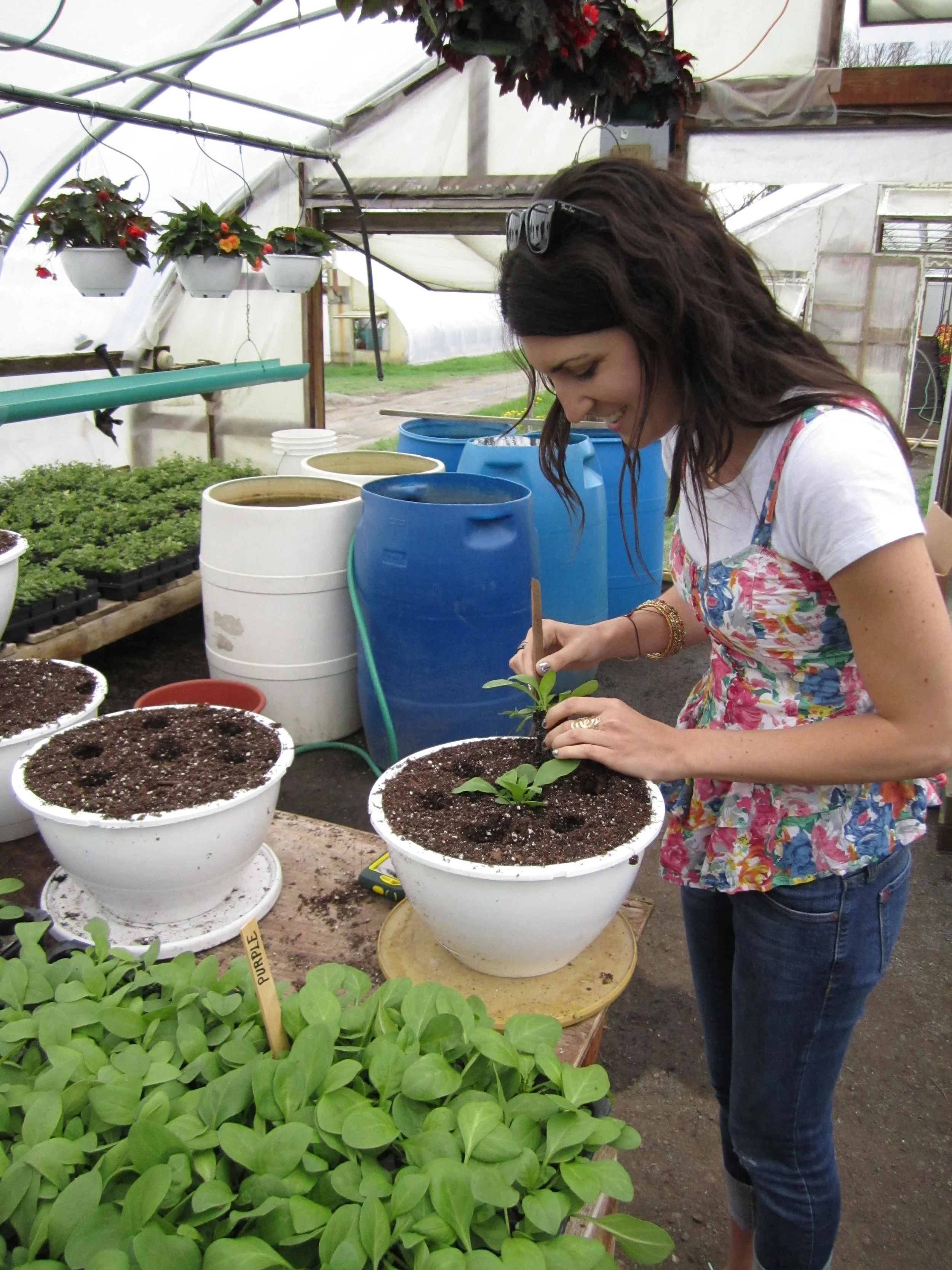Planting in green houses - Castleton, NY.