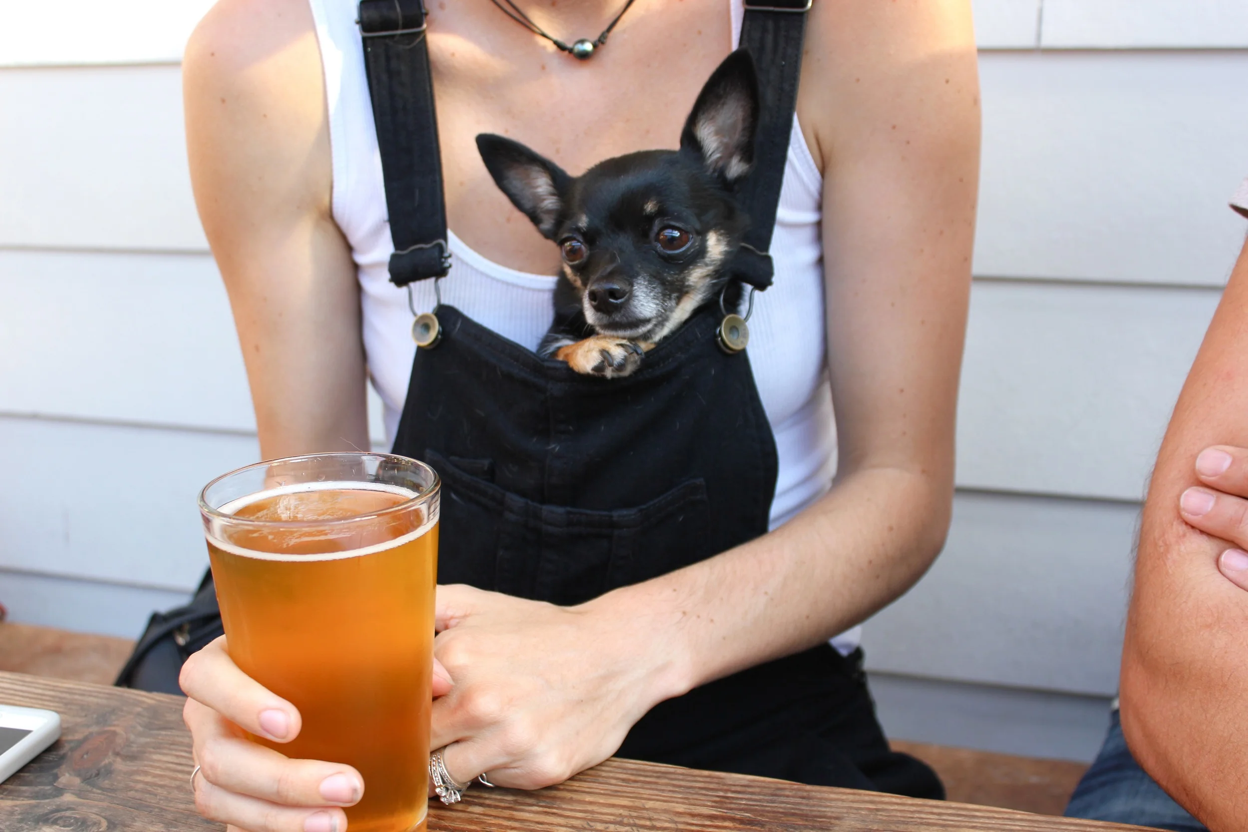beers. pups. vegas friends in new cities Bar Bar Mississippi - Portland, OR