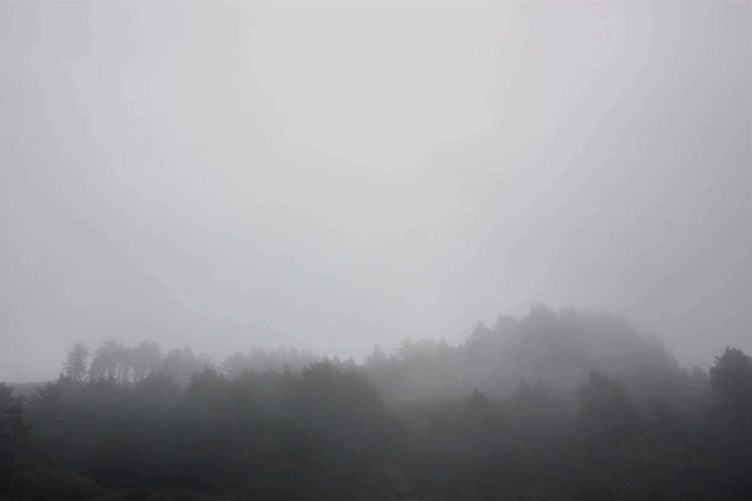 waking up to the smell trees and fog